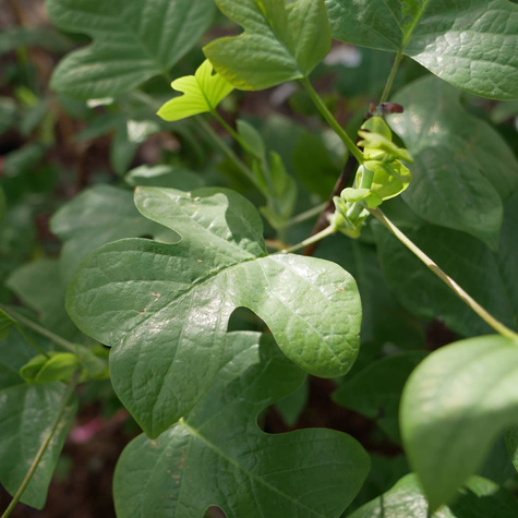 Tulipanowiec amerykański (C5)