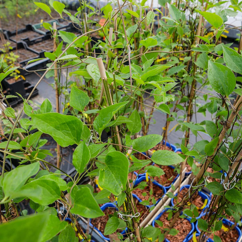 Powojnik Clematis wielkokwiatowy Jackmanii (C2)