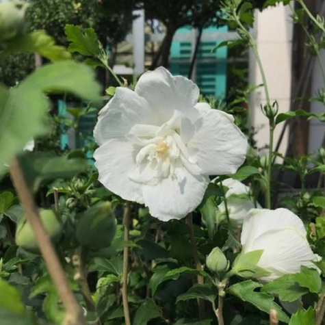 Ketmia syryjska Admiral Dewey (C2)