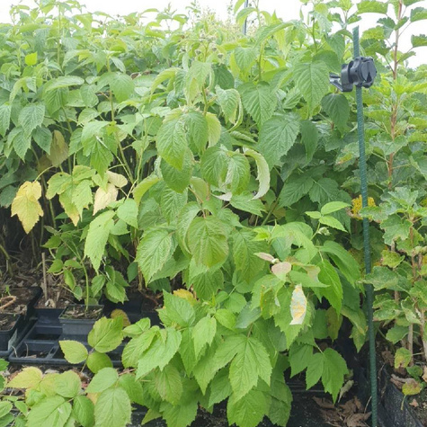 Malina Promyk żółta w doniczce