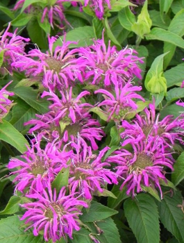 Pysznogłówka dwoista Balmy Lilac (C2)