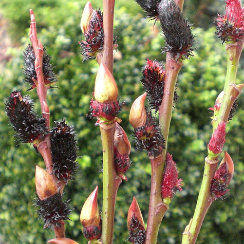 Sztobry Wierzba smukłoszyjkowa Melanostachys czarne bazie 10szt.