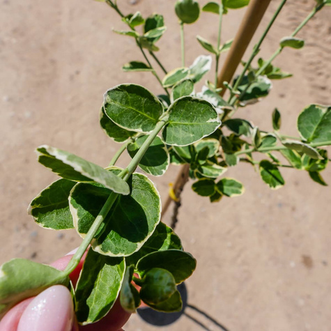 Trzmielina Fortune'a Emerald Gaiety na pniu (C2)