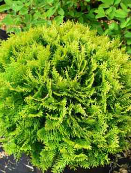 Thuja Tuja Żywotnik zachodni Mirjam (C2)