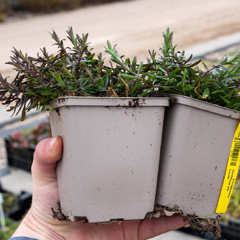 Goździk kropkowany Leuchtfunk