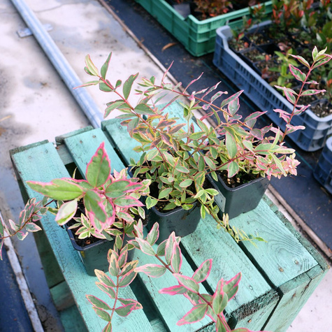 Dziurawiec Tricolor (P9)