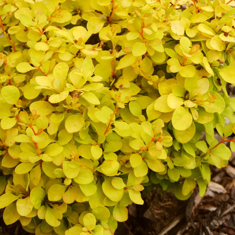 Berberys thunberga Goldalita (C2)