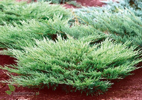 Jałowiec płożący Andora Compact (P9)