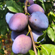 Śliwa Bluefree Plant Pack
