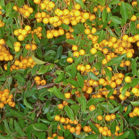 Ognik Szkarłatny Golden Charmer (C2)