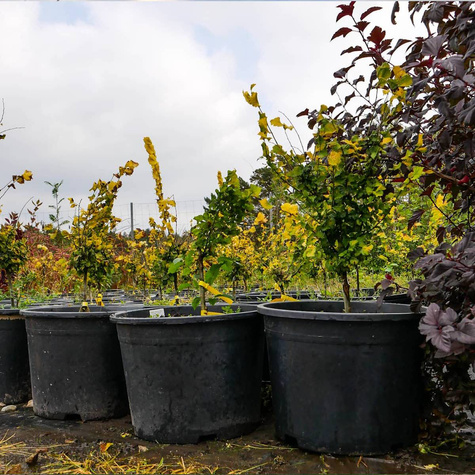 Wiąz holenderski Wredei (C20)