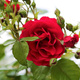 Róża pnąca CZERWONA w doniczce