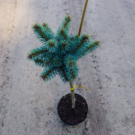 Świerk kłujacy Blaukissen na pniu Pa50