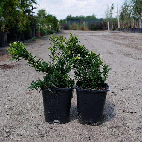 Cis pośredni Fairview (C2)