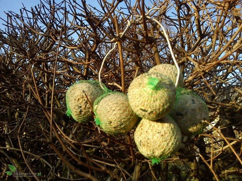 POKARM DLA PTAKÓW - ZESTAW 6 kul 100g (ME65)