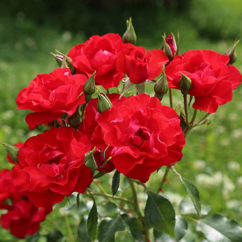 Róża szczepiona na pniu ciemnoczerwono-czarna