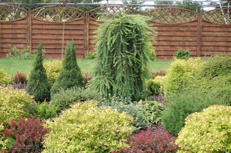 Modrzew europejski Pendula C2