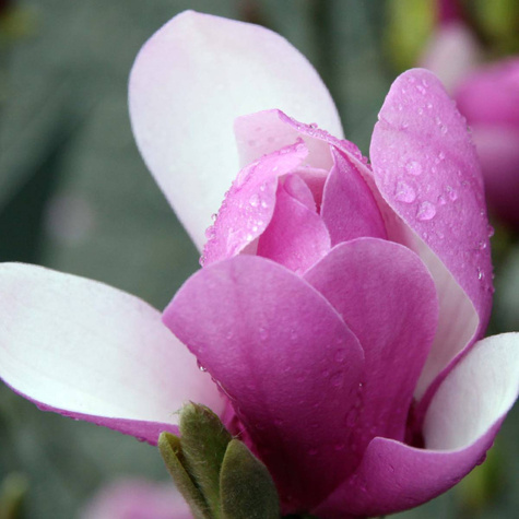 Magnolia Soulange'a Alexandrina (C2)