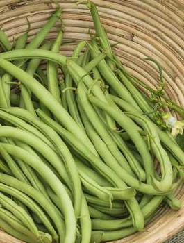 Fasola zwykła karłowa - szparagowa Paulinera 55g
