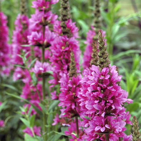 Krwawnica pospolita Robin (C2)