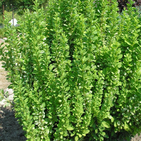 Berberys Thunberga Powwow (P9)