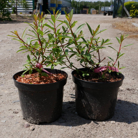 Wierzba smukłoszyjkowa Melanostachys czarne bazie (C2)