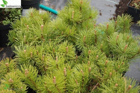 Sosna górska kosodrzewina