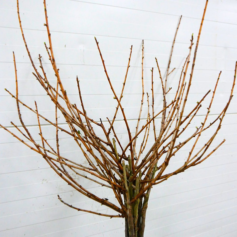 Porzeczkoagrest Josta na pniu Plant Pack