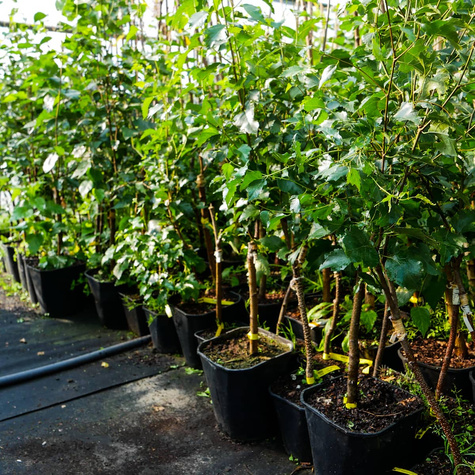 Brzoza kolumnowa Fastigiata