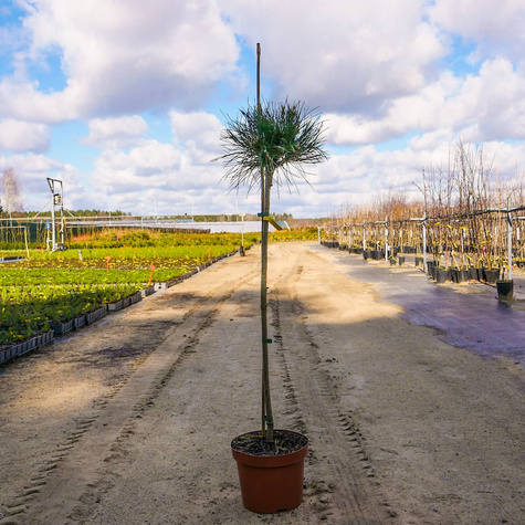 Sosna czarna Black Prince szczepiona na pniu Pa60cm