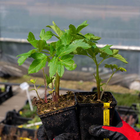 Arcydzięgiel Dzięgiel litwor (C2)