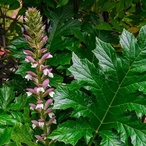 Akant miękki - roślina lecznicza (C2)