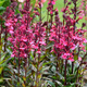 Lobelia okazała Starship Deep Rose (C2)
