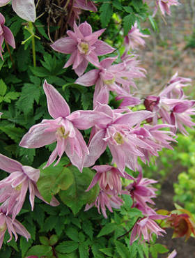 Powojnik Clematis botaniczny Markham's Pink