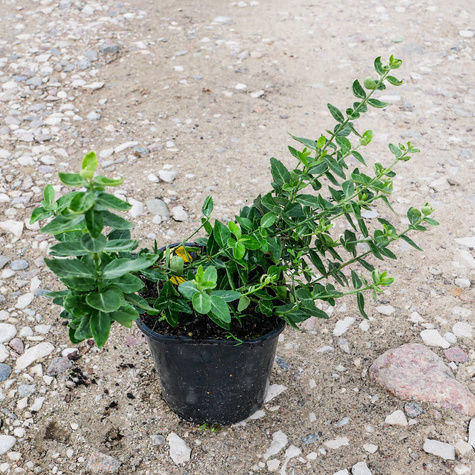 Trzmielina Fortunea płożąca (C2)