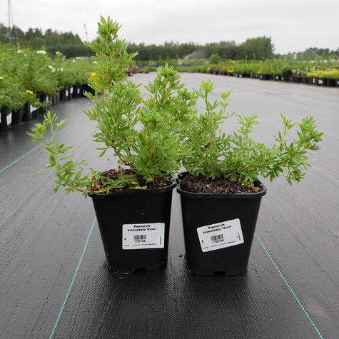 Pięciornik krzewiasty 'Novo' (C2)