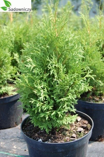 Thuja Tuja Żywotnik zachodni Holmstrup (C2)