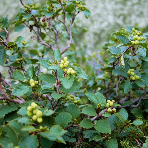 Jarząb turyński Fastigiata (obw.12-16cm H250/350)