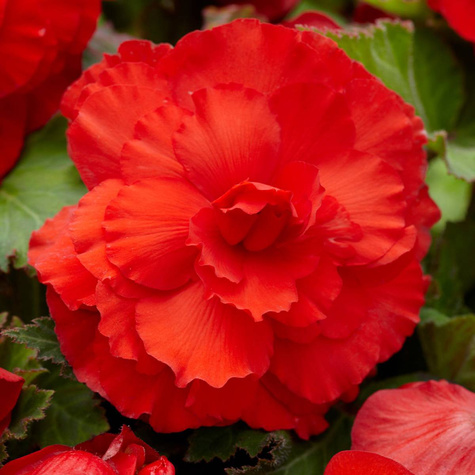 Begonia bulwiasta Superba czerwona