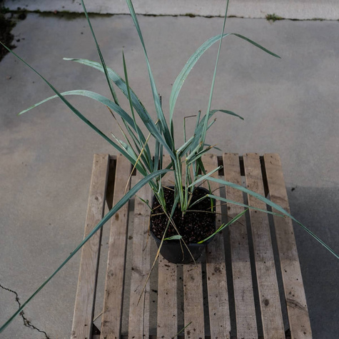 Wydmuchrzyca piaskowa Blue Dune (P9)