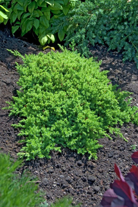 Jałowiec rozesłany Nana