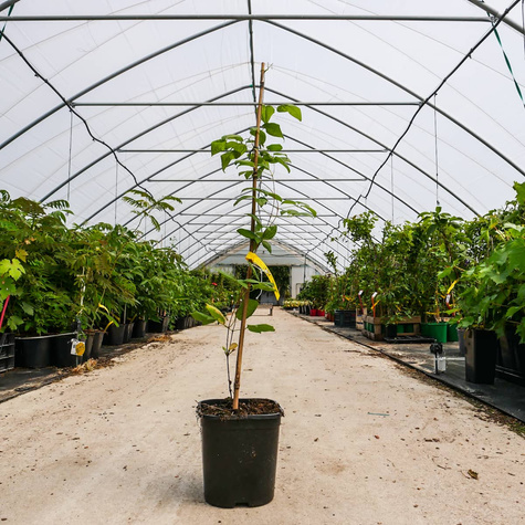 Powojnik Clematis wielkokwiatowy pełny Vyvyan Pennell