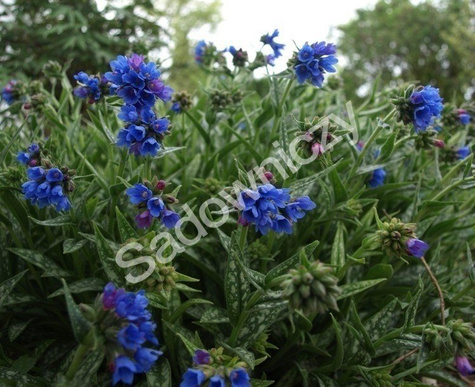 Miodunka długolistna (C2)