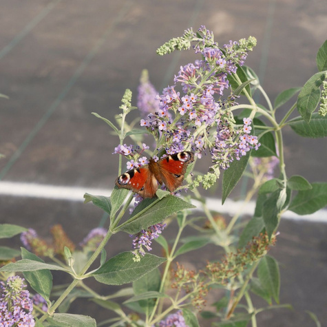 Budleja Dawida Lochinch (C2)