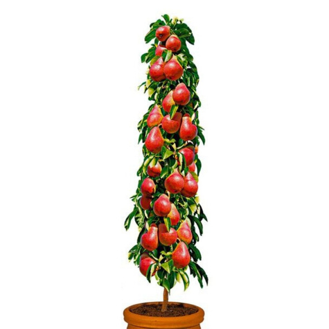 Grusza kolumnowa Decora Plant Pack