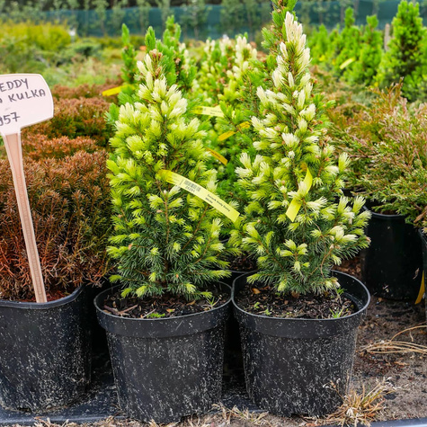 Świerk biały Daisy White