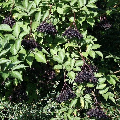 Bez czarny Bez dziki Bzowina czarna Haschberg