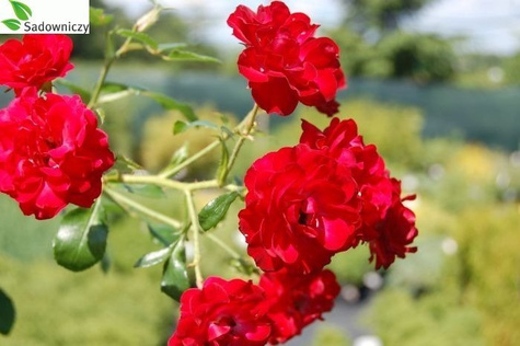 Róża na pniu Fioletowa Pachnąca