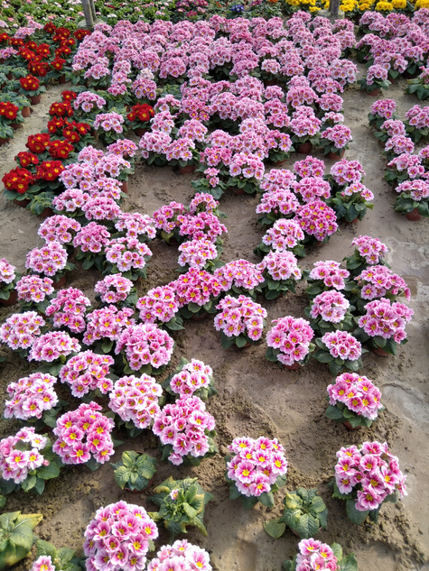 Prymulka Pierwiosnek różowa sadzonka w doniczce