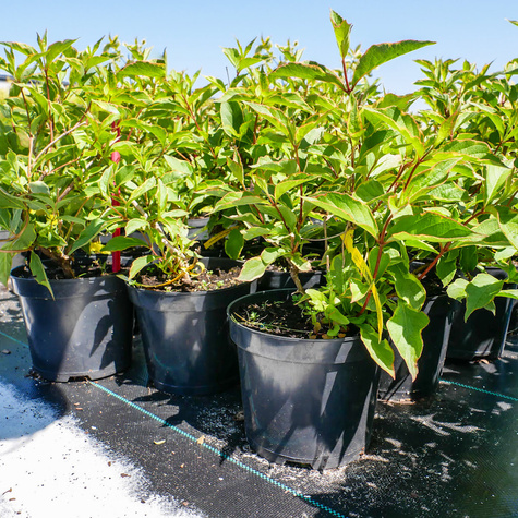 Krzewuszka cudowna Sunny Princess (C2)